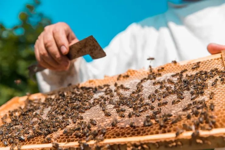 Honey bee hive safely removed by our team