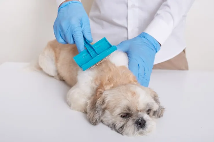 Pet being treated for ticks and fleas