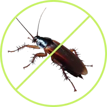 Home protected after professional pest treatment