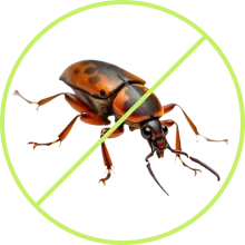 Home protected after professional pest treatment