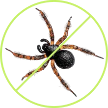 Home protected after professional pest treatment