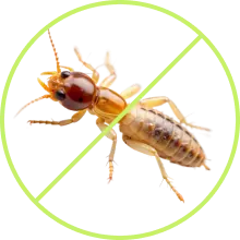 Home protected after professional pest treatment