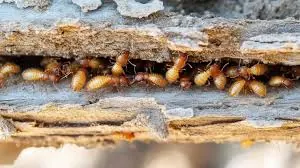 Termite damage in wooden structure