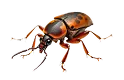 Our certified pest control technicians at work